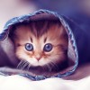 A Day to Respect Cute Cat